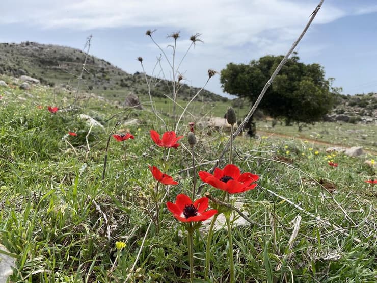 כלניות פורחות בעמק א-סובא בחרמון