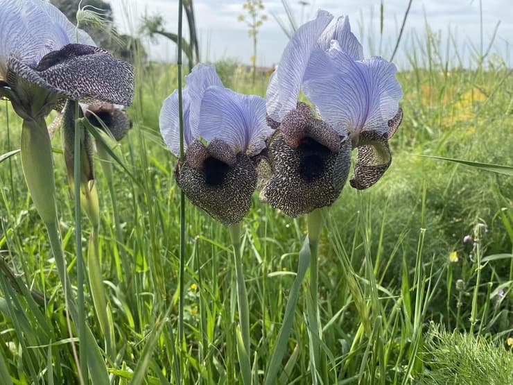 אירוס הגולן בדרך למושב קשת
