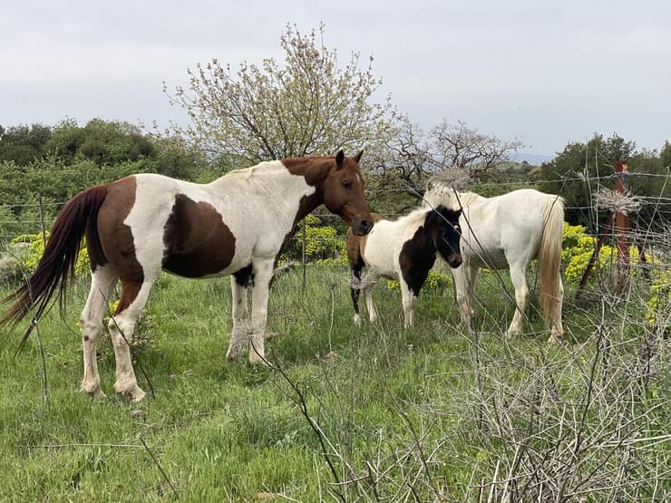 סוסים בהר חוזק