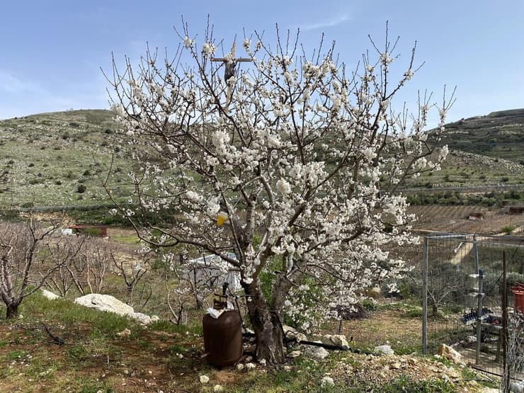 עץ פרי בעמק יעפורי