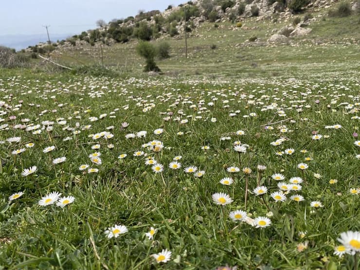 מרבד חינניות רב-שנתיות בעמק א-סובא בחרמון