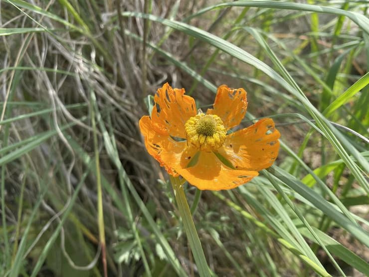 נורית אסיה בצבע כתום ליד נחל דליות