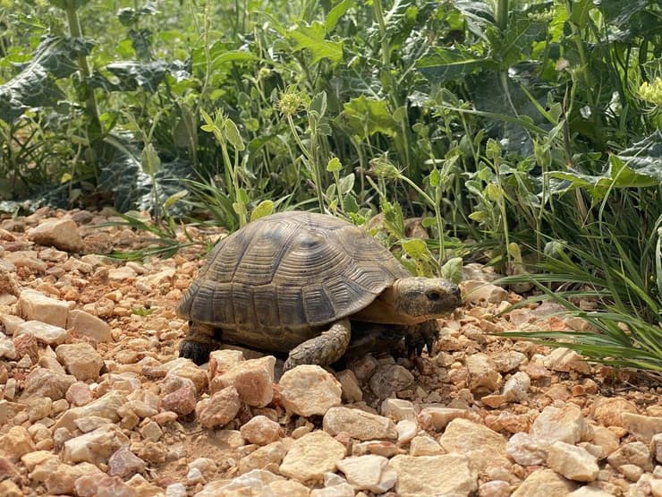 צב ליד נחל דליות