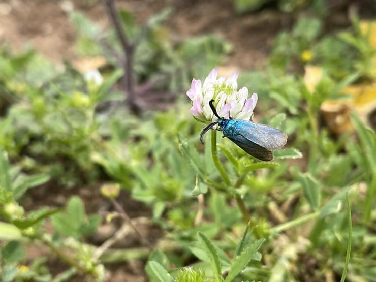 ססמבריק כחול בהר חוזק
