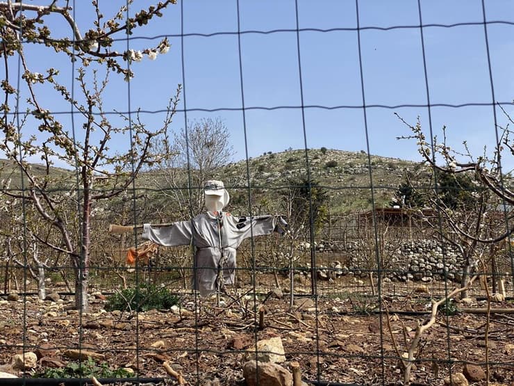 דחליל במטעי עמק יעפורי