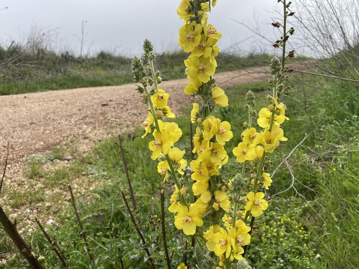 פריחת בוצין דמשקאי ליד חורבת פרג'