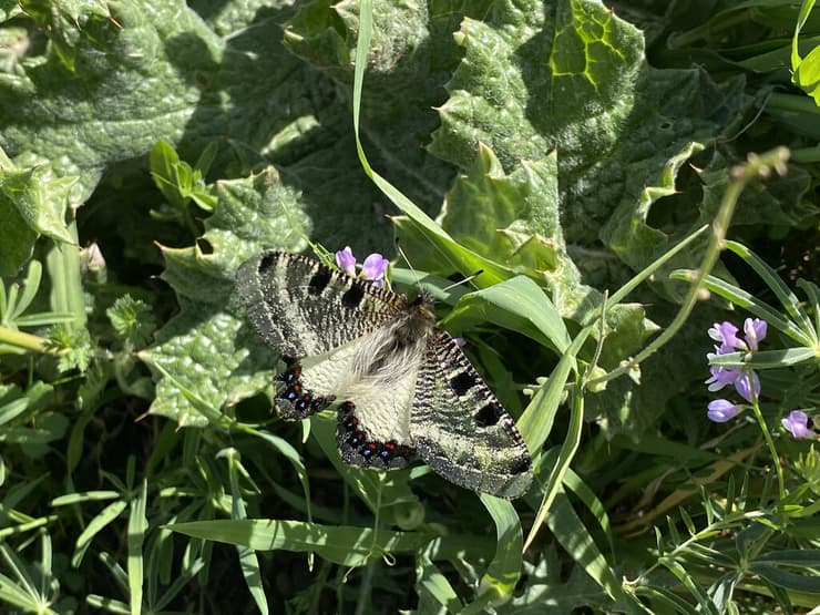 פרפר צבעוני שקוף בהר אביטל