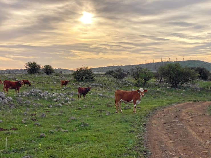 פרות וזריחה ליד עין זיוון