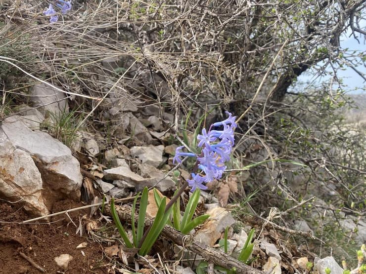 יקינטון מזרחי פורח בחרמון