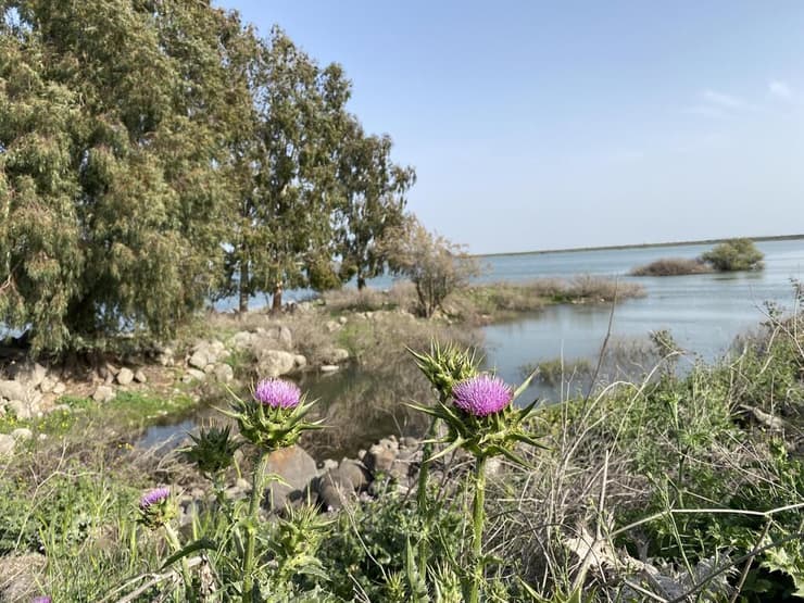 מראה יפהפה במאגר סמך