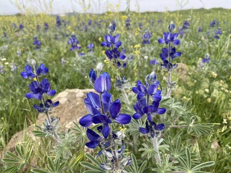 תורמוס ההרים פורח בדרך לחושנייה