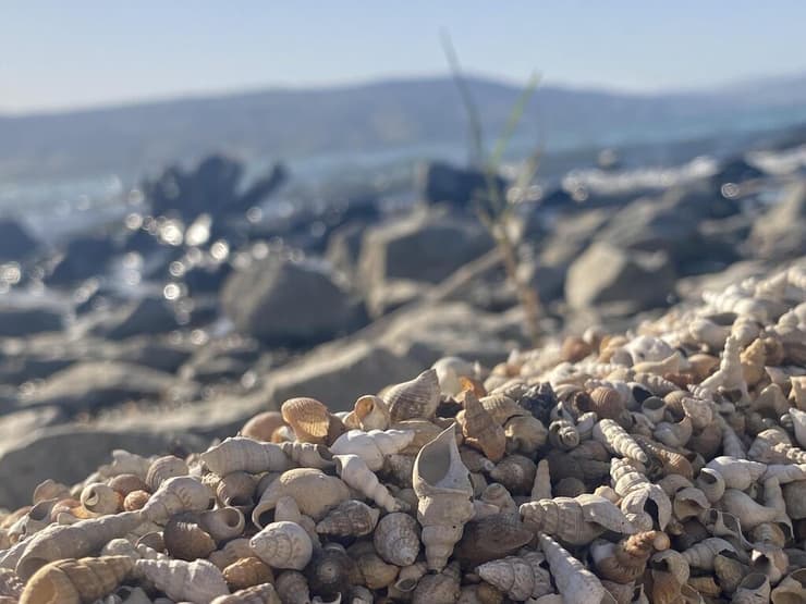 משטחי קונכיות בחוף האון