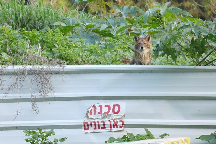 תן באזורי בנייה