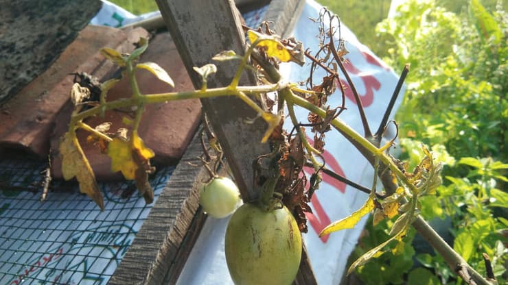 צמח עגבנייה שהושפע ממחלת הקמילה Fusarium wilt