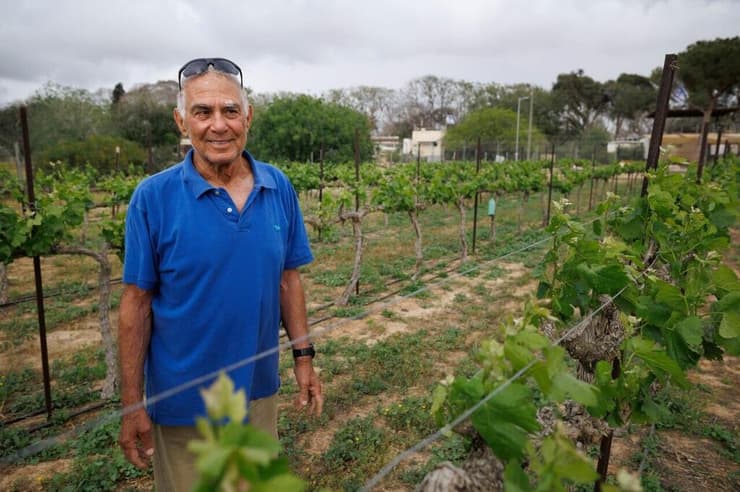 "חשבתי שאין סיכוי שזה יחזיק מעמד, אבל השקו וטיפלו והנה - יש יין" (צילום: זיו קורן) גדי מוזס שב לשדות ניר עוז ובקיבוץ