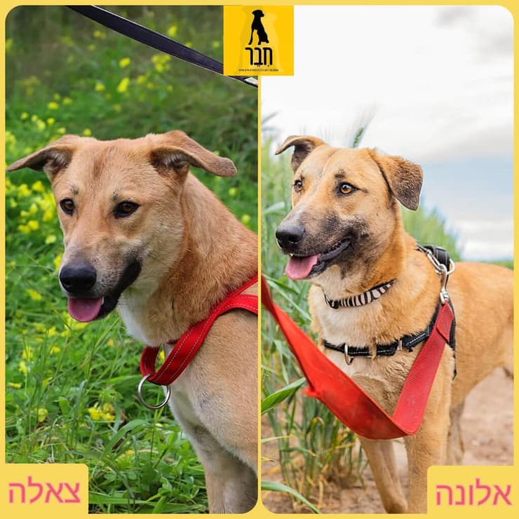 אלונה וצאלה