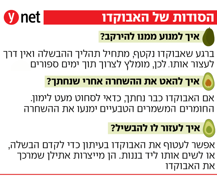 אינפוגרפיקה - אבוקדו