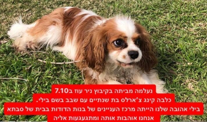 המודעה של בני המשפחה לאחר היעלמות הכלבה