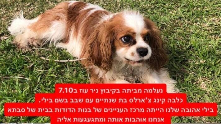 המודעה של בני המשפחה לאחר היעלמות הכלבה