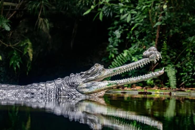 גוויאל הודי