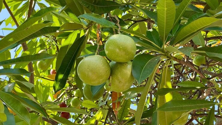 פרי העץ Cerbera odollam (צילום: Suryat HK, Shutterstock) פרי העץ Cerbera odollam