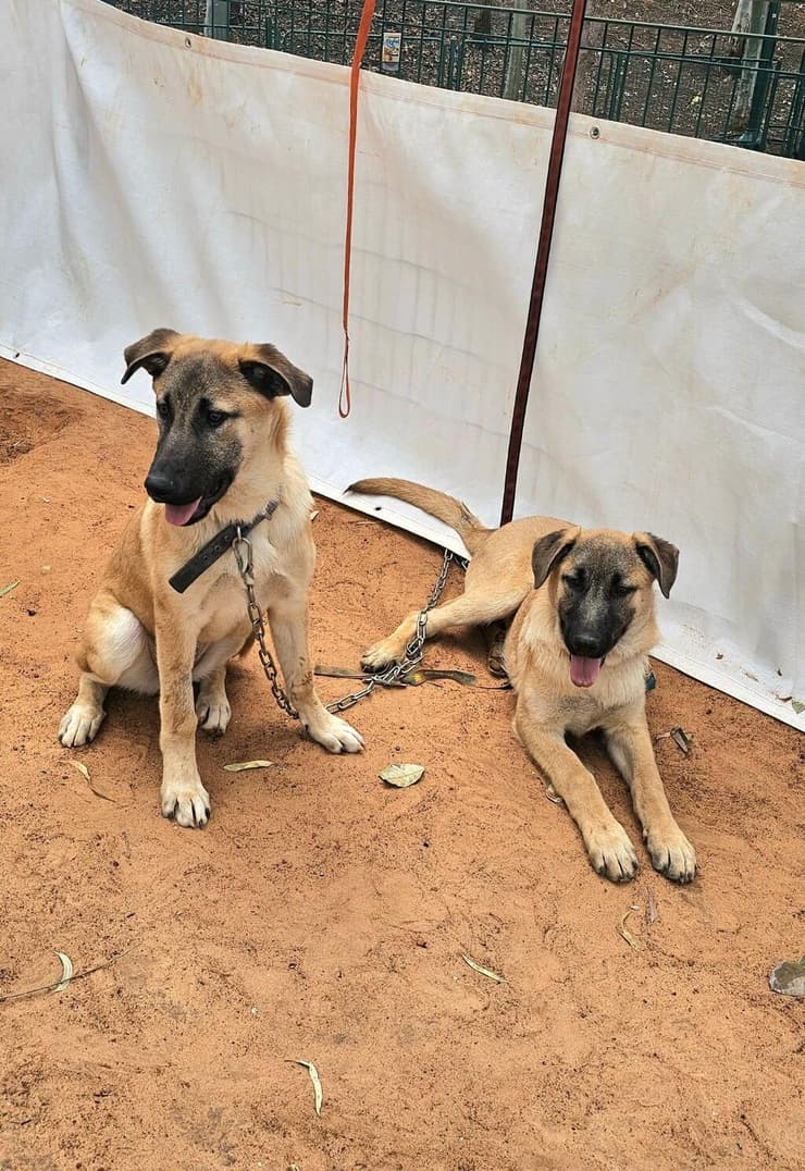 ניסו, בן ובר