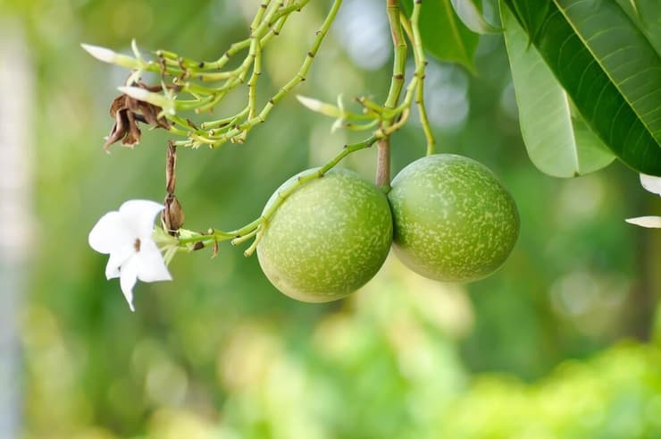 הזרעים רעילים. הפרי המסוכן (צילום: Job Narinnate, Shutterstock) פרי העץ Cerbera odollam