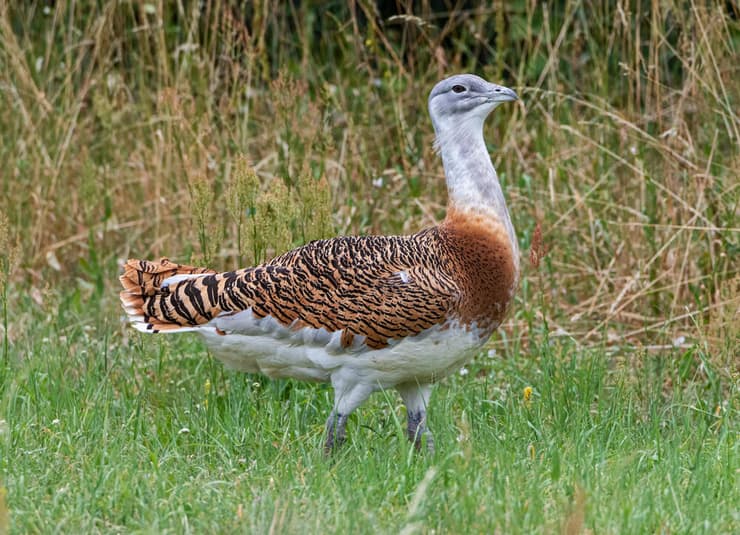זכר של חובה גדולה (צילום: Henner Damke, Shutterstock) זכר של חובה גדולה במצג ראווה