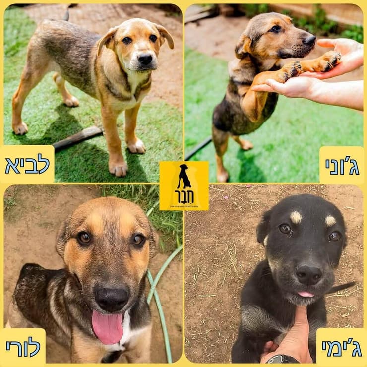 הגורים של לורה