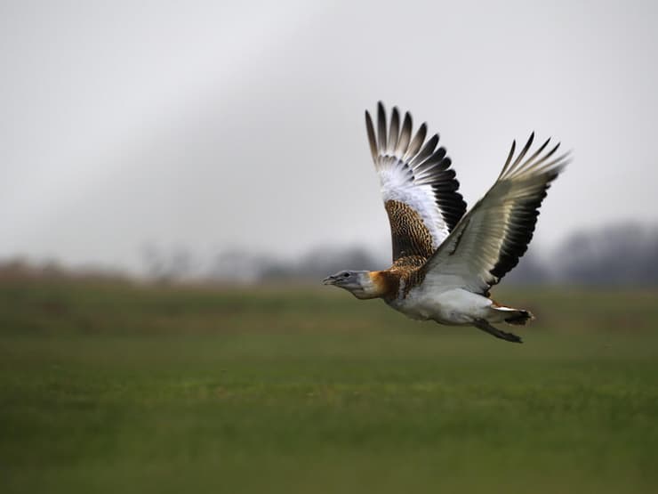 חובה גדולה (צילום: Bildagentur Zoonar GmbH, Shutterstock) חובה גדולה במעופה