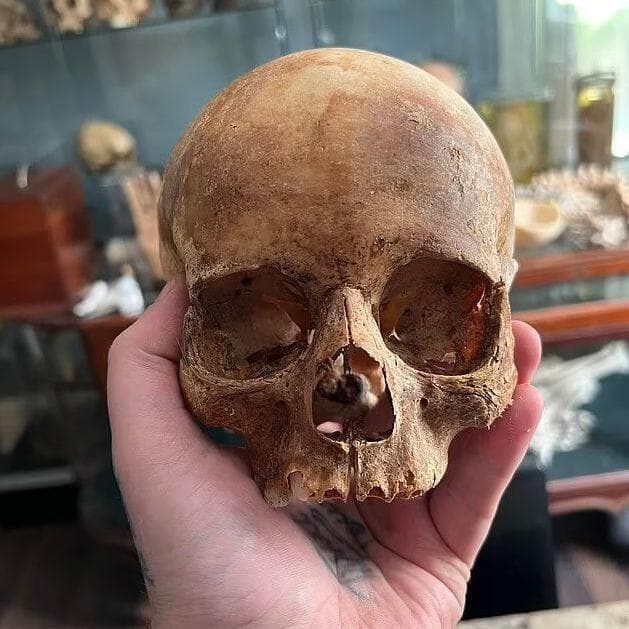 סחר בין היתר בגולגולות של אנשים שתרמו את גופם למדע (צילום: משטרת ניו המפשייר) סדריק לודג' מנהל חדר המתים בהרווארד שסחר באיברים