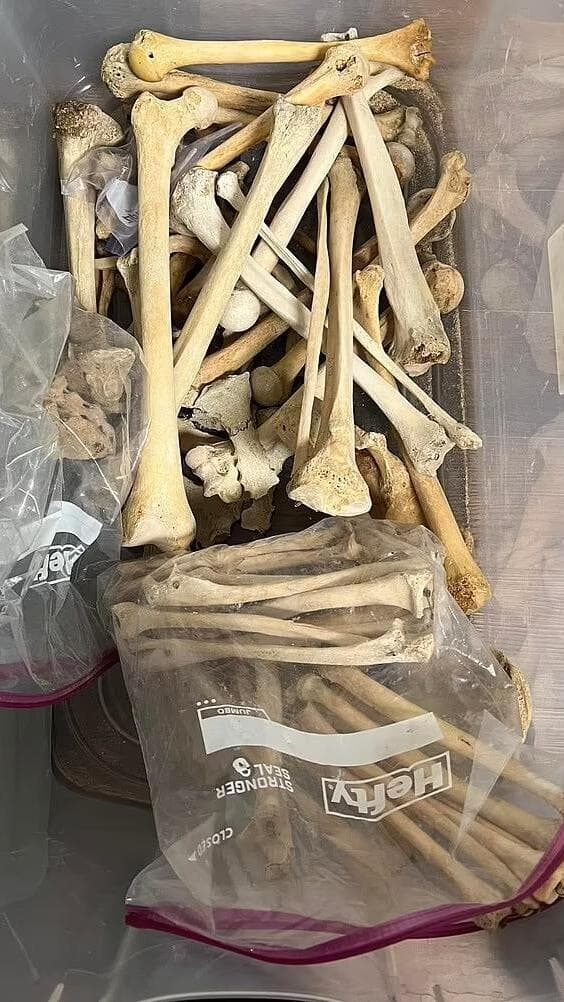 עצמות אדם שאותרו ברשותו של סדריק לודג' (צילום: משטרת ניו המפשייר) סדריק לודג' מנהל חדר המתים בהרווארד שסחר באיברים