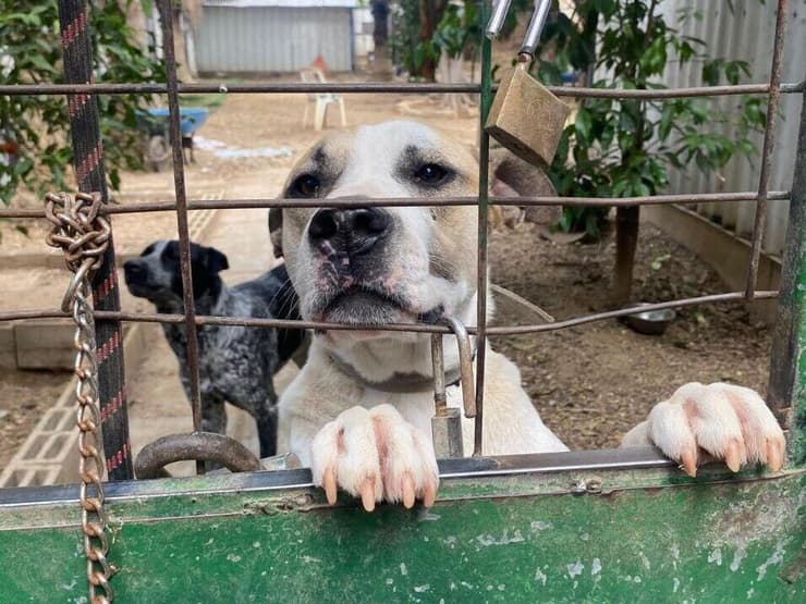 הכלבים בכלביית גליל ים