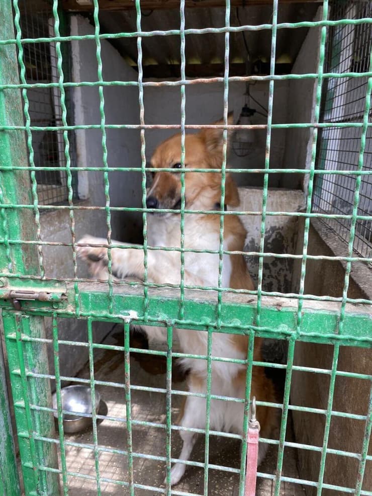 אחד הכלבים בכלביית גליל ים