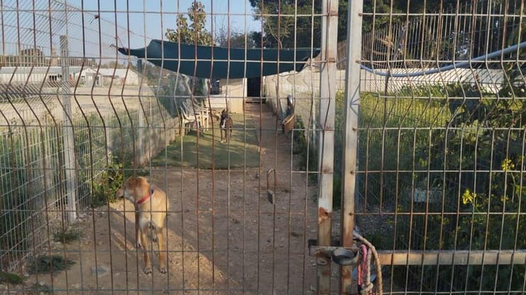 כלביית גליל ים