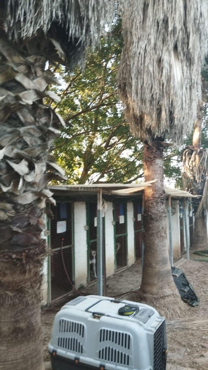 כלביית גליל ים