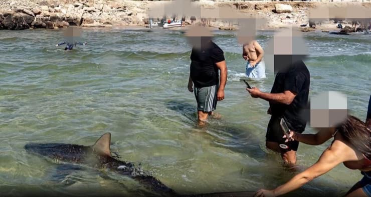 אנשים "משחקים" עם כרישים