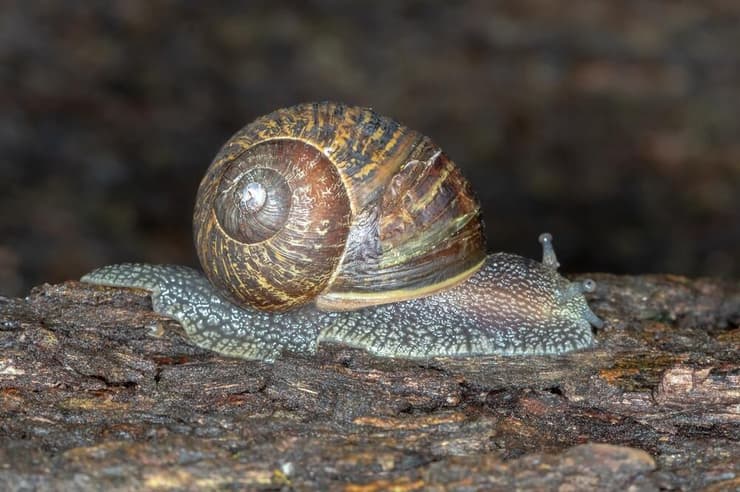 שבלול הגינה (צילום: Andrew Allen Photography, Shutterstock) שבלול הגינה