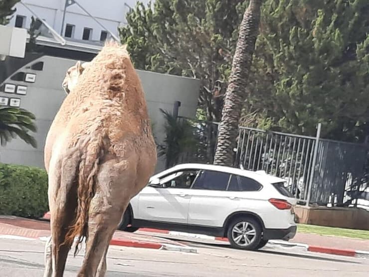  גמל מטייל בראש העין