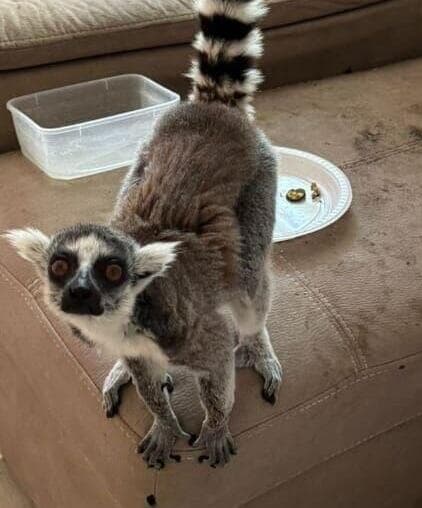 במהלך חיפוש בבית בנתניה אותרו חיות בר ואקדח
