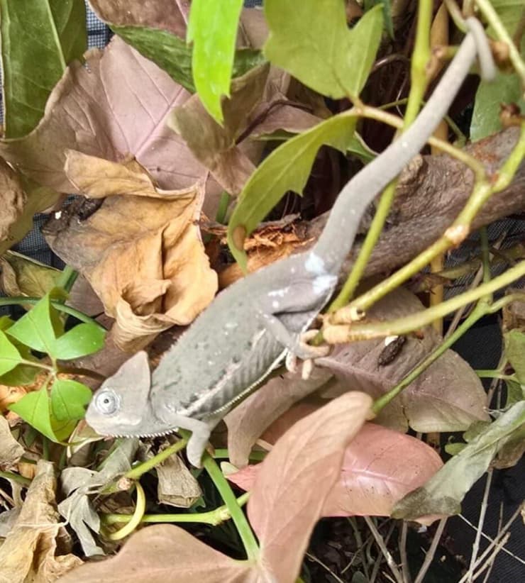 במהלך חיפוש בבית בנתניה אותרו חיות בר ואקדח