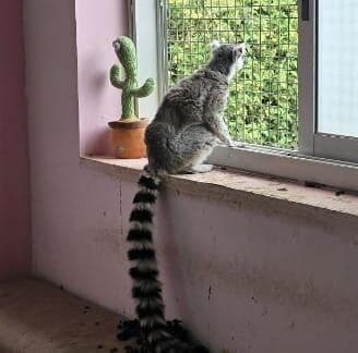 במהלך חיפוש בבית בנתניה אותרו חיות בר ואקדח