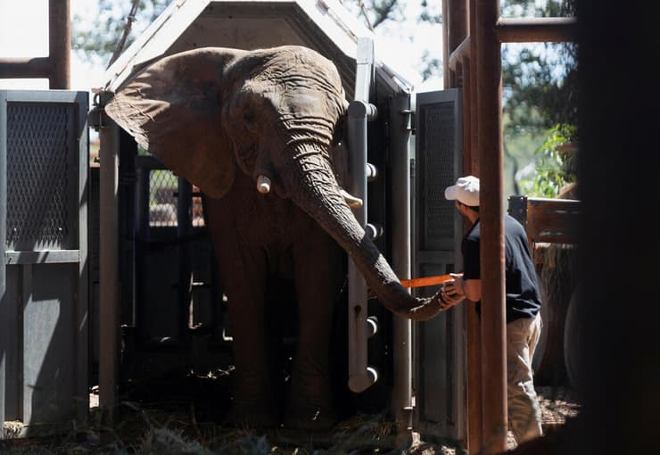 הפילה בביתה החדש