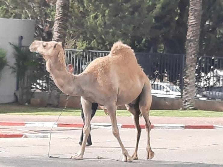  גמל מטייל בראש העין