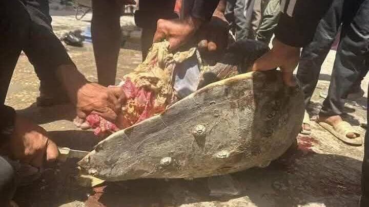 עזתים צדים צב ים כדי לאכול אותו