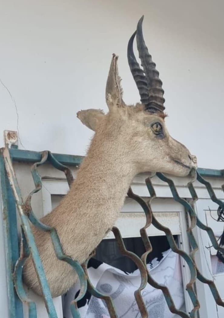 במהלך חיפוש בבית בנתניה אותרו חיות בר ואקדח