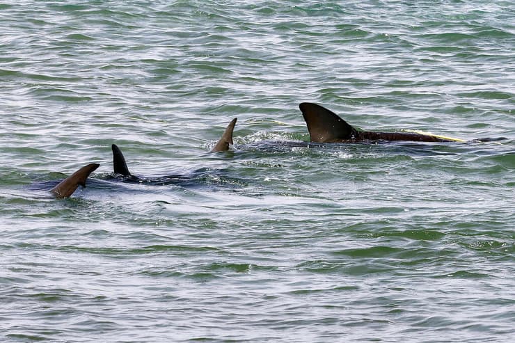 חיפושים בחוף נחל חדרה לאחר תקיפת הכריש