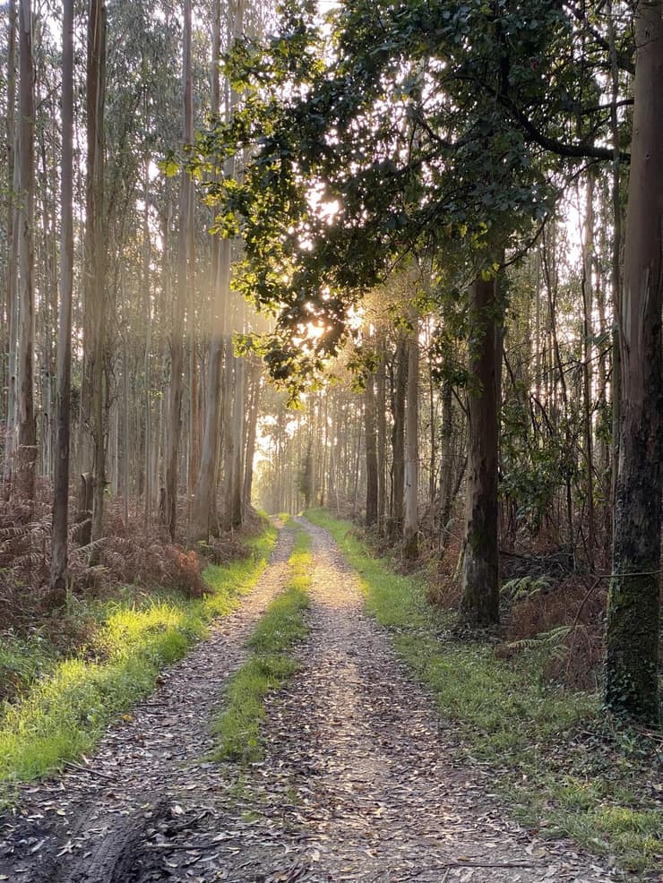 "ללכת לבד בשבילי היערות זה חלק מהמסע העצמי" (צילום: אליאסף אליקים) "ללכת לבד בשבילי היערות זה חלק מהמסע העצמי"