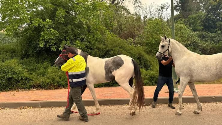 כוחות המשטרה מפנים תושבים וחיות ממושב מסילת ציון