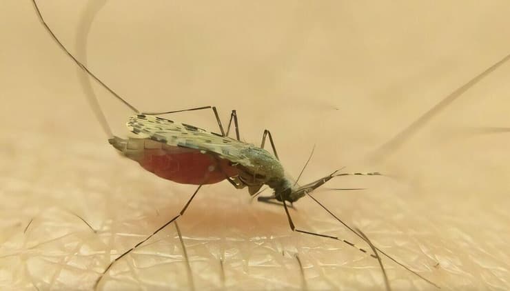הזן החדש של היתוש מקומפלקס Anopheles gambiae, שאותר בקו החוף של טנזניה (צילום: University of Glasgow) הזן החדש של היתוש מקומפלקס Anopheles gambiae, שאותר בקו החוף של טנזניה